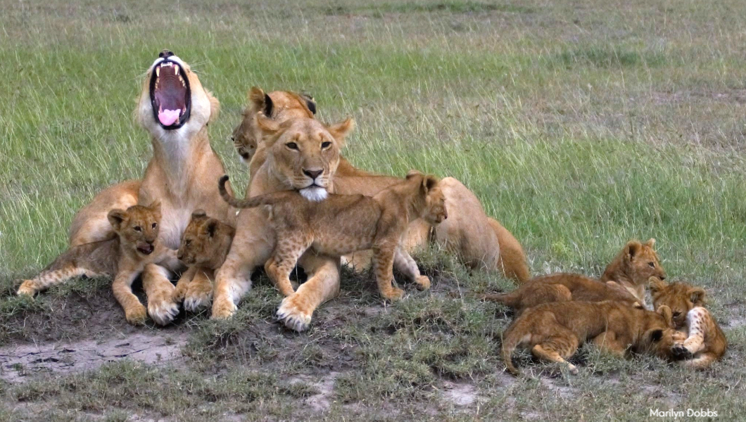 Lion-pride Lion-pride